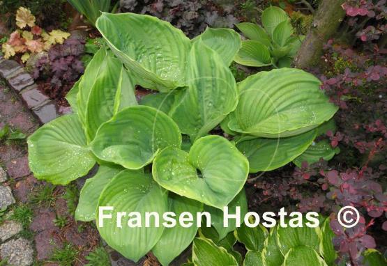 Hosta Ufo